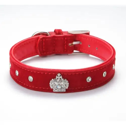 Collier pour Jack Russel