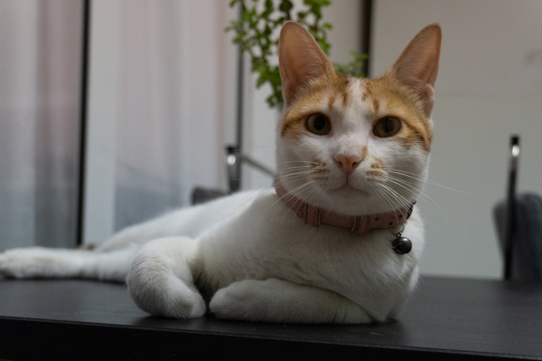Hvor mange liv har en kat ifølge videnskaben
