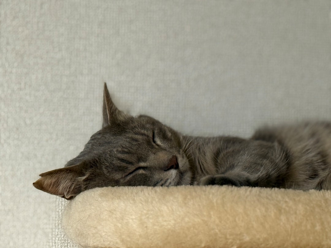 Análise científica do O Porto dos Gatos Menu e suas opções veganas