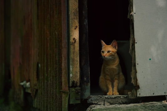 Vísindaleg greining á hegðun í köttur og mús leikur