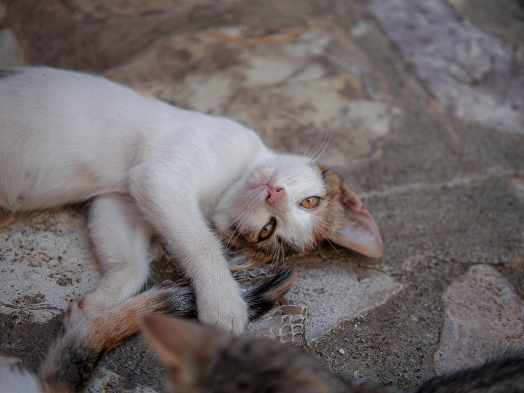 Rüyada Kedi Görmek Diyanet Yorumu ve Anlamı Nelerdir?