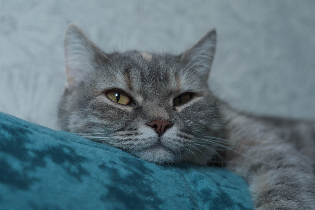 De reis van de wijze kat verklaard door wetenschap