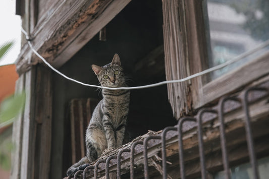 Hvers vegna köttur lapar vatnið með sérstökum hætti