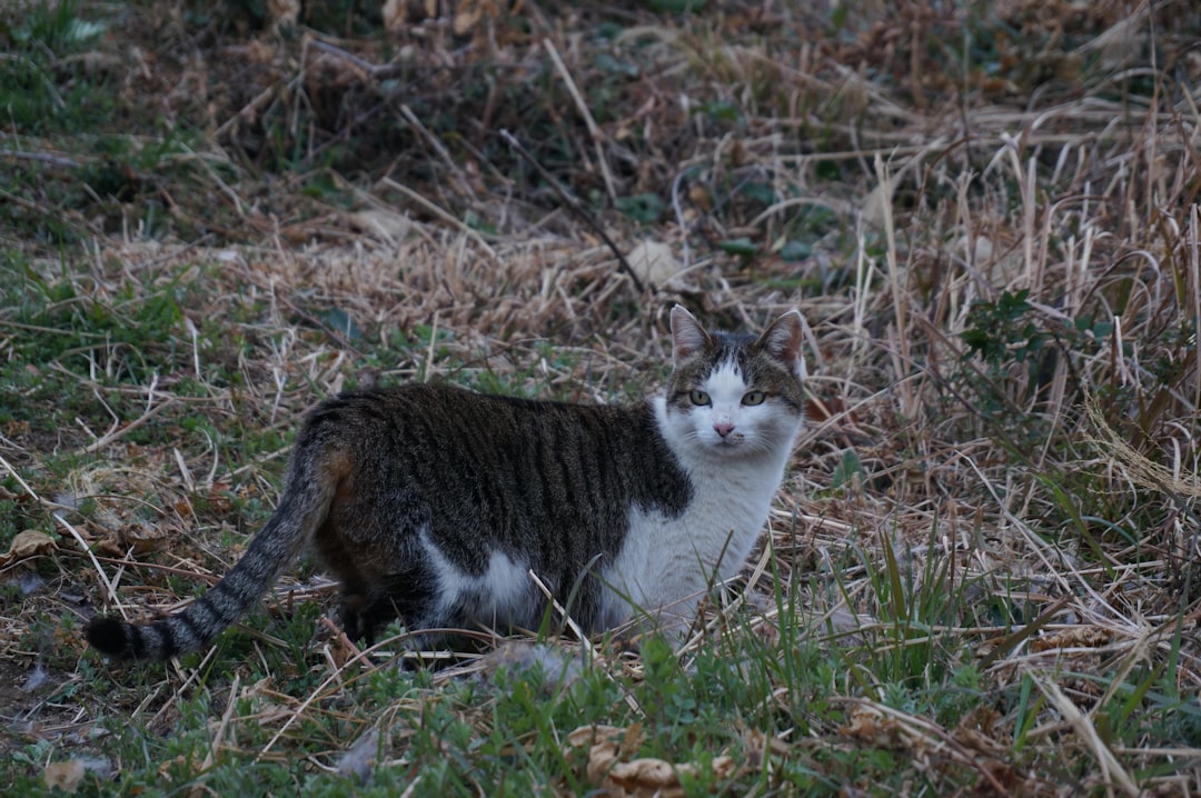 Kedi Müzesi Hakkında Bilimsel Gerçekler ve Ziyaret Rehberi