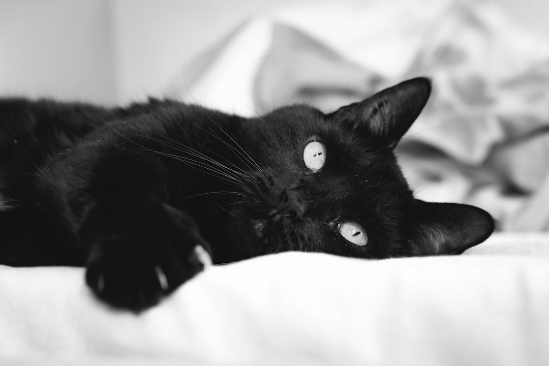Quando um gato nos escolhe Entenda o laço científico felino