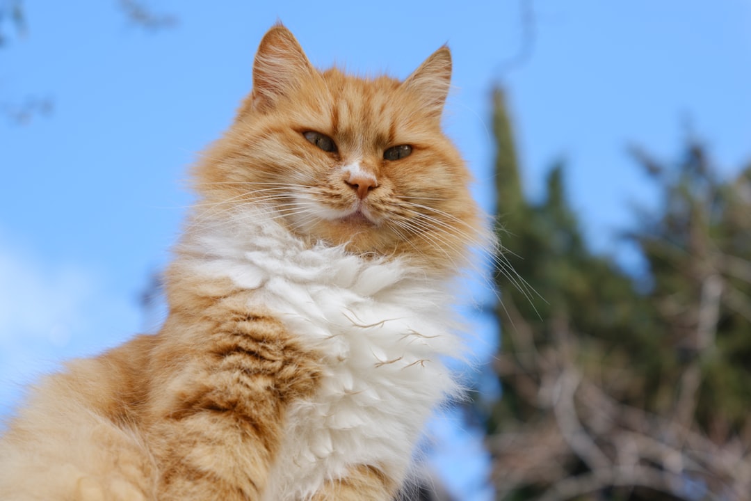 Kedi Sahiplendirme Süreci Bilimsel Temellerle Açıklanıyor