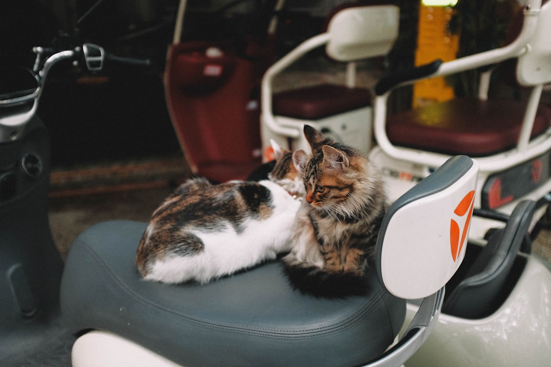 "British Kedi: Bilimsel İnceleme ve Özellikleri"