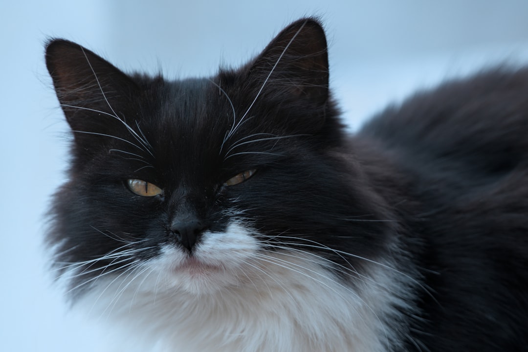 Hur länge kan en katt vara ensam enligt forskning