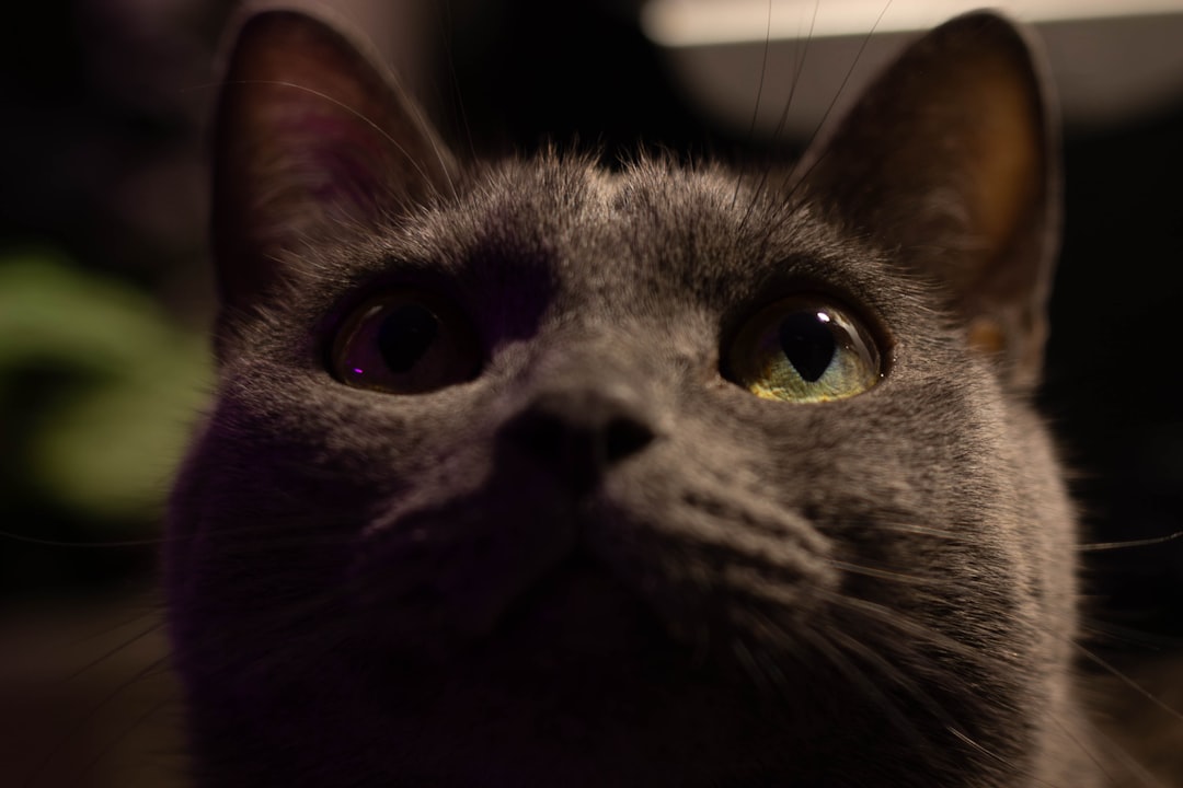 Kissan äänet selitettynä – mitä kissa sanoo ihmiselle