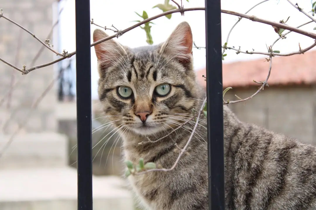 Tabby cat derrière des barres illustrant facteurene som påvirker katts levetid.