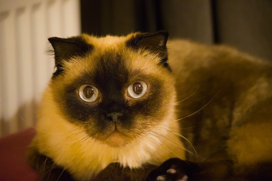 Quanto dormono i gatti e perché riposano così tanto