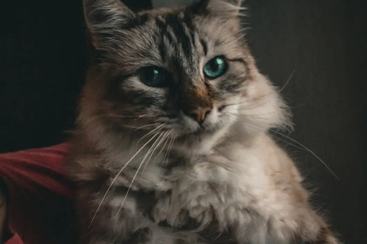 Fluffy gray tabby cat with green eyes, unissant à l’histoire de Bremen et des animaux.