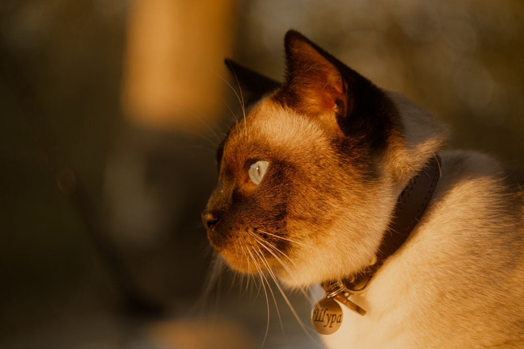 De neurologie van de kater Enschede onderzocht