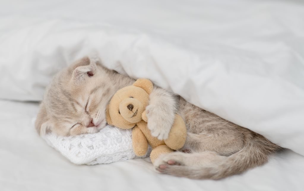 Homme utilisant une machine à bois pour créer un environnement confortable pour chats adorent.