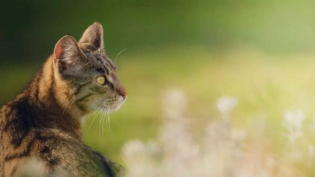 Un chat tigré regardant attentivement, symbole des vieux chats et leur longévité.