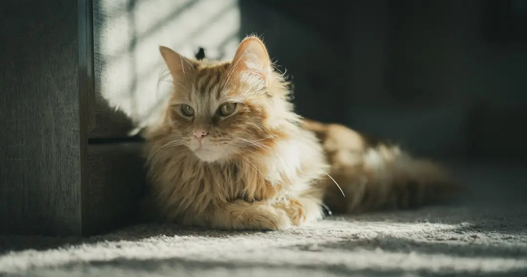 Fluffy chat tigré orange, symbole de soin pour hnačky u mačiek de vašej mačky.