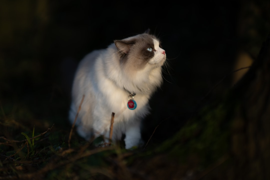 Ragdoll chat avec collier, explorant la durée de vie des chats et leur longévité.