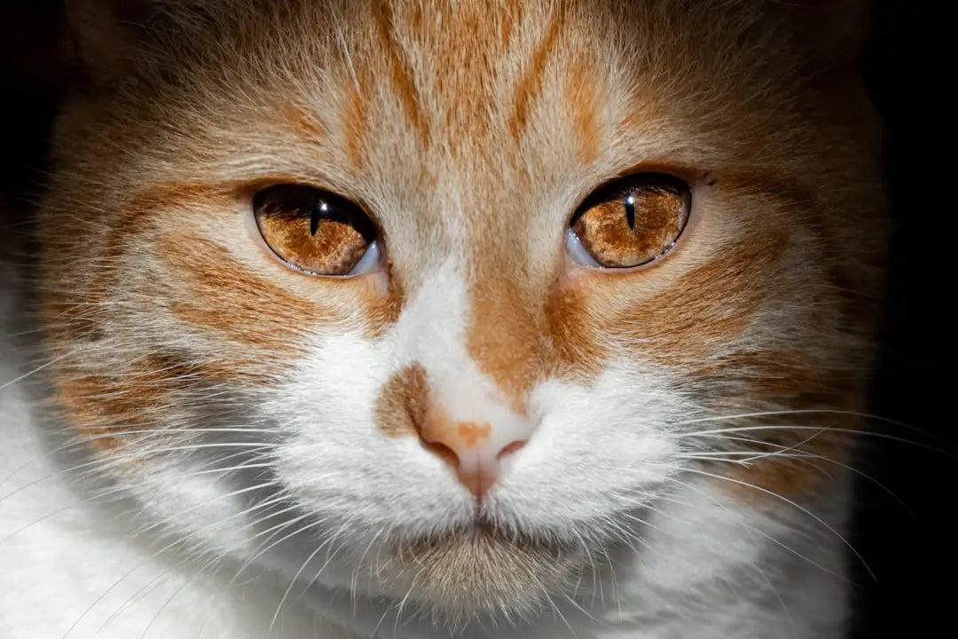 Visage d’un chat orange et blanc, associé à la recherche sur la Trächtigkeit chez les chats.