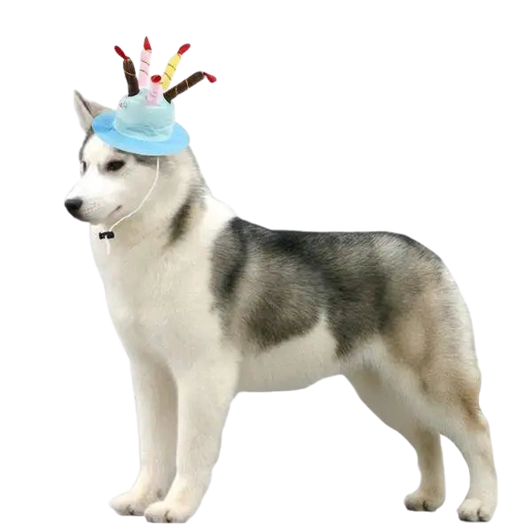 Chapeau pour Chien Bougies d’Anniversaire Transparent Background