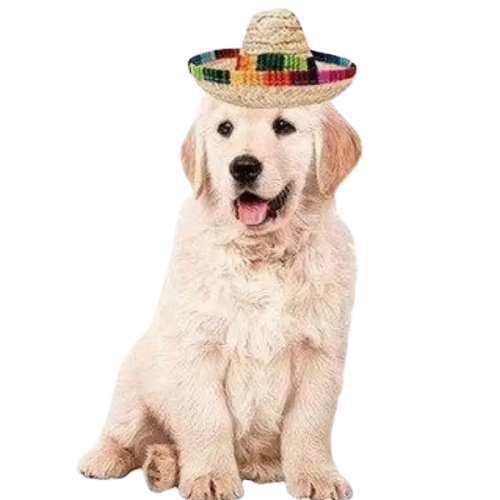 Chapeau pour Chien Été Mexicain Transparent Background