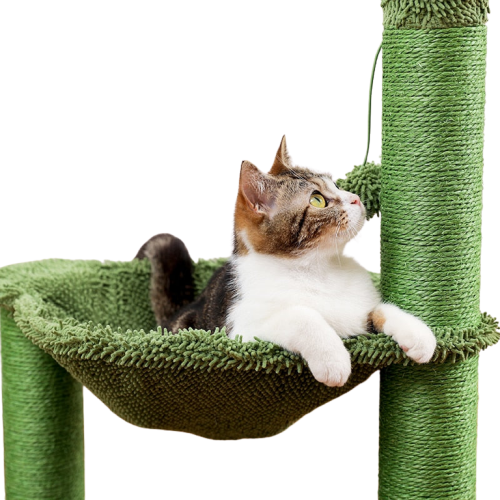 Arbre à chat cactus Transparent Background