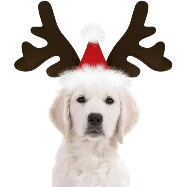 Chapeau pour Chien Renne de Noël Transparent Background