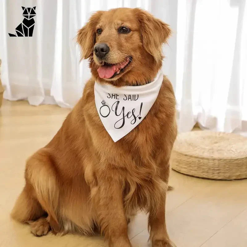 Chien assis sur le sol portant un bandana Happy Dog de PetZeal avec des motifs amusants