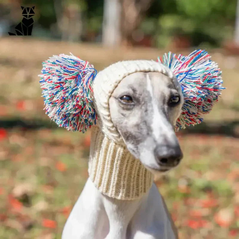 Chien avec un bonnet tricoté en fils colorés, parfait pour les promenades hivernales