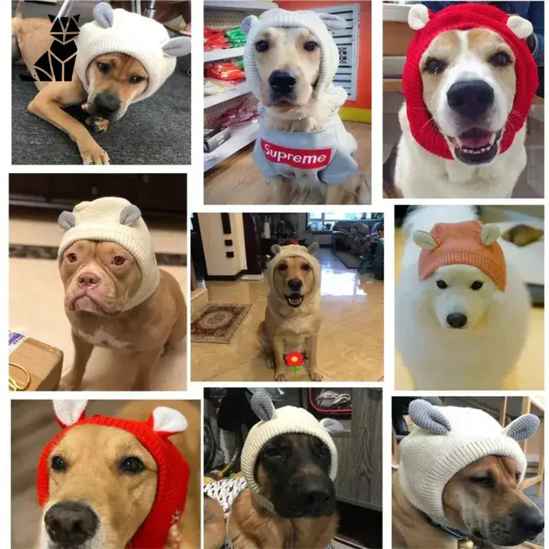 Des chiens avec des chapeaux pour présenter les protège-oreilles pour chiens : confort et protection pour les oreilles sensibles