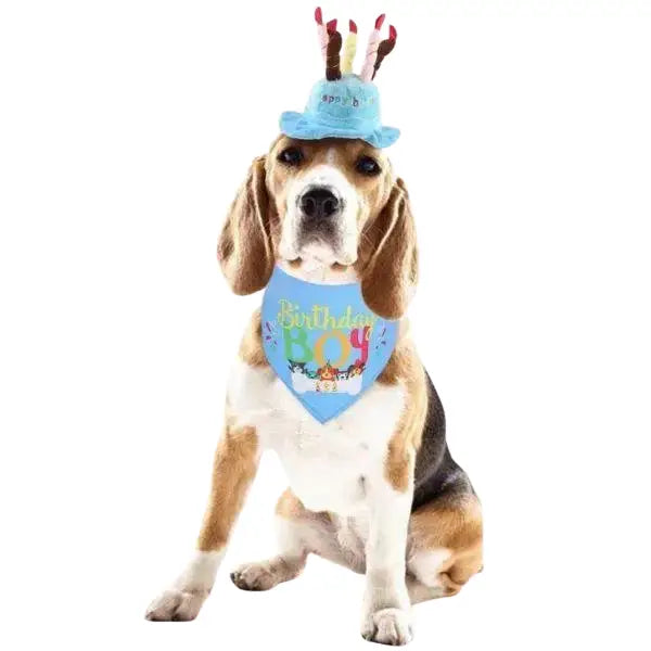 Chapeau pour Chien Anniversaire en Folie Transparent Background
