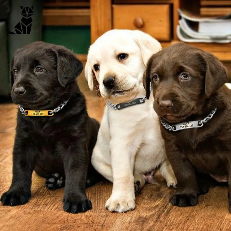 Collier personnalisé pour chat, chaton, chiot et petit chien - Trois chiots assis sur le sol