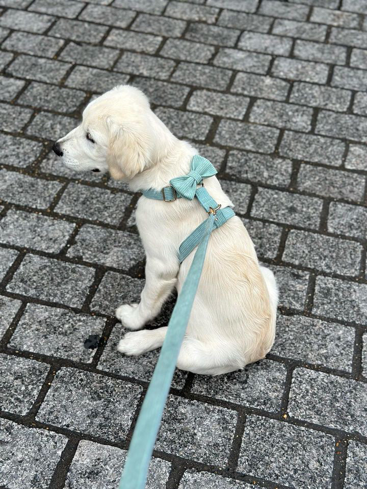 Harnais Chien Personnalisé Velours Bleu Ciel