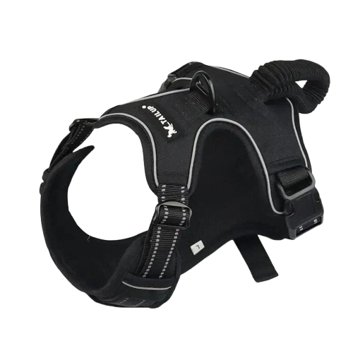 Harnais pour Golden Retriever Transparent Background