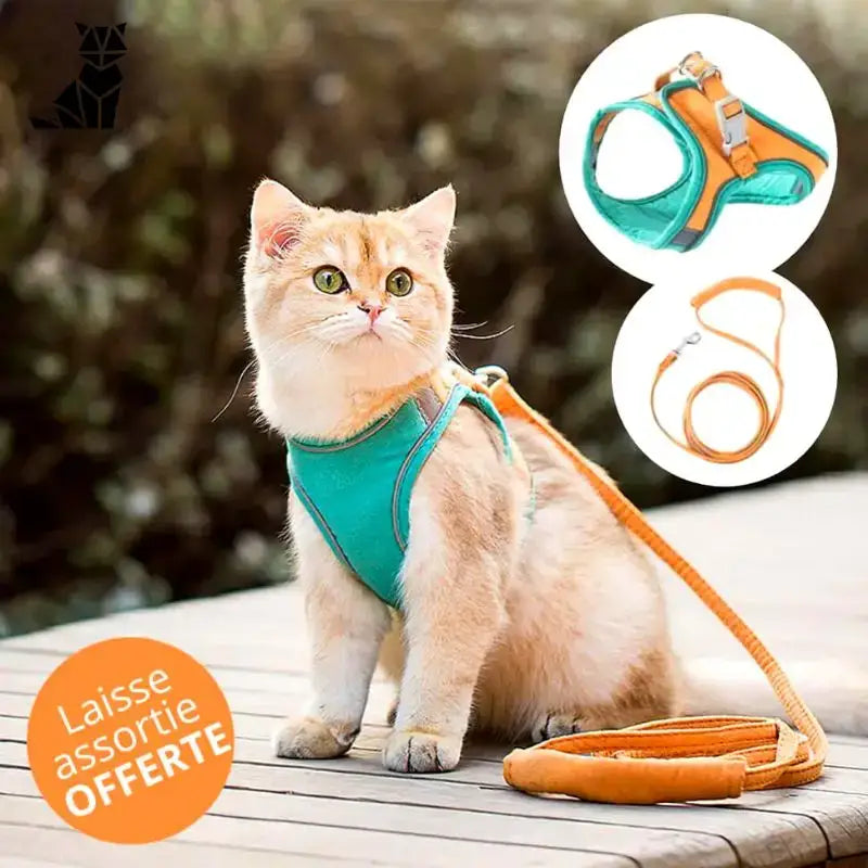 Harnesscat™ + Laisse Offerte: Sécurité Et Style Pour Votre Félin - Orange Et Vert / s (chaton)