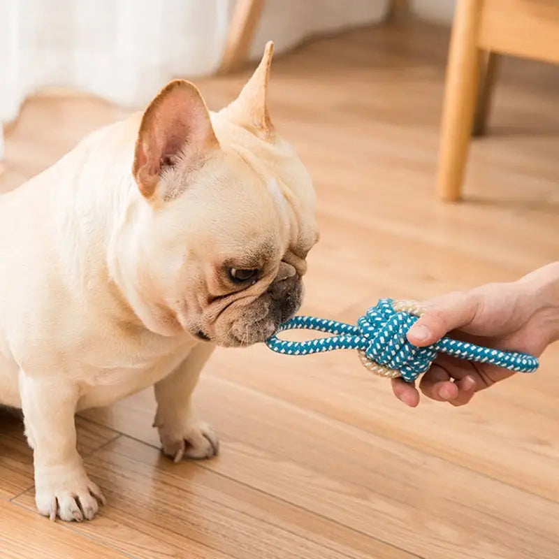 Un chien jouet interactif, nourri par une personne avec le Sturdy Linen Dog Rope Chew Toy