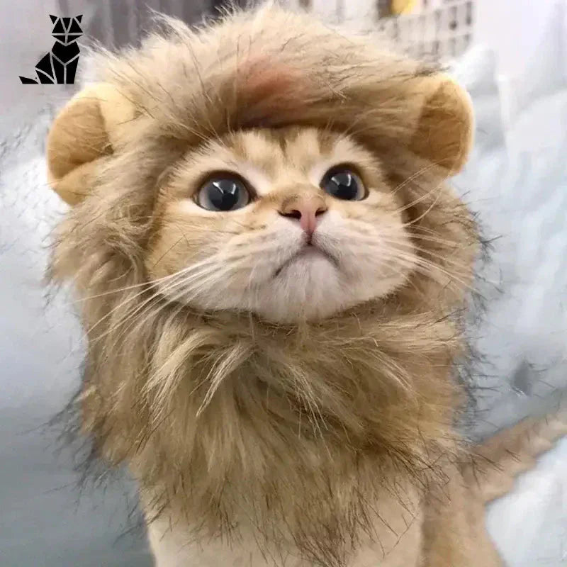 Adorable chat dans un doux manteau en velours corail inspiré de l’homme lion ; parfait pour votre animal de compagnie qui aime le velours !