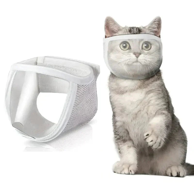 Chat avec muselière transparente confortable pour Toilettage à Domicile