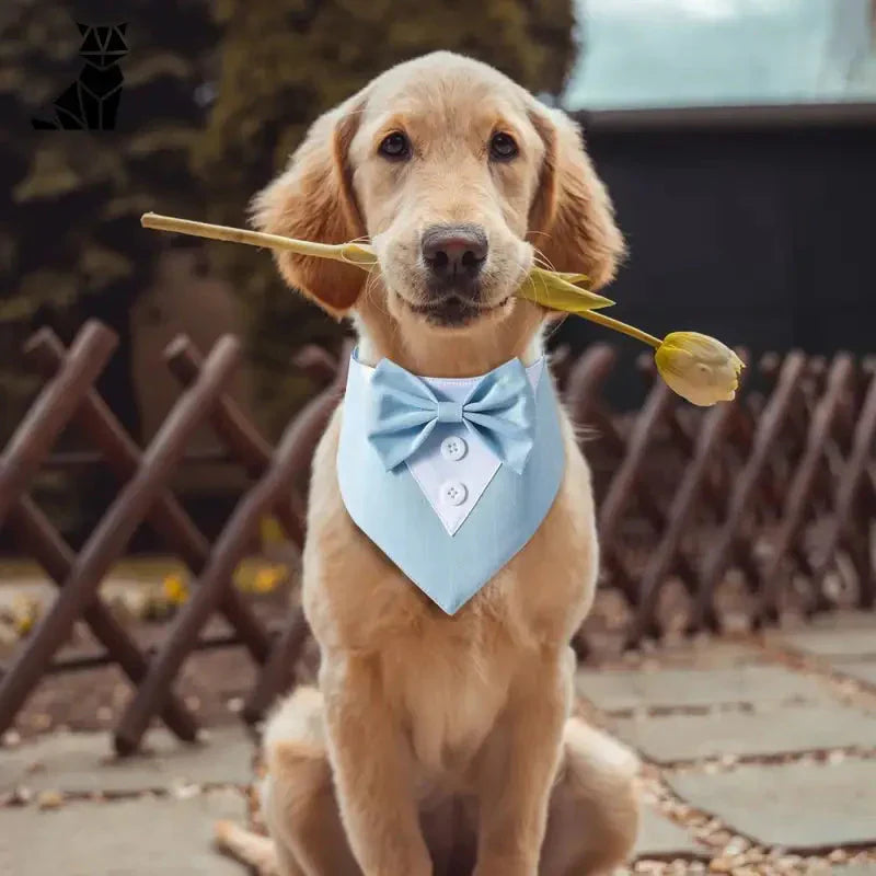 Adorable chiot avec une fleur et un élégant nœud papillon noeud sur un patio confortable