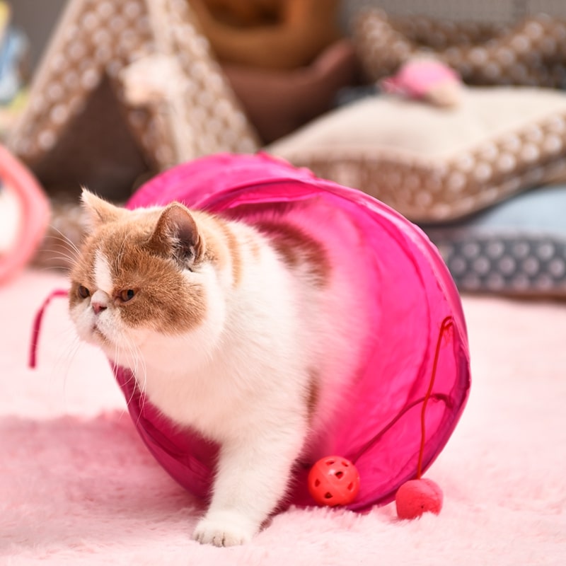 Tunnel coloré pour chat